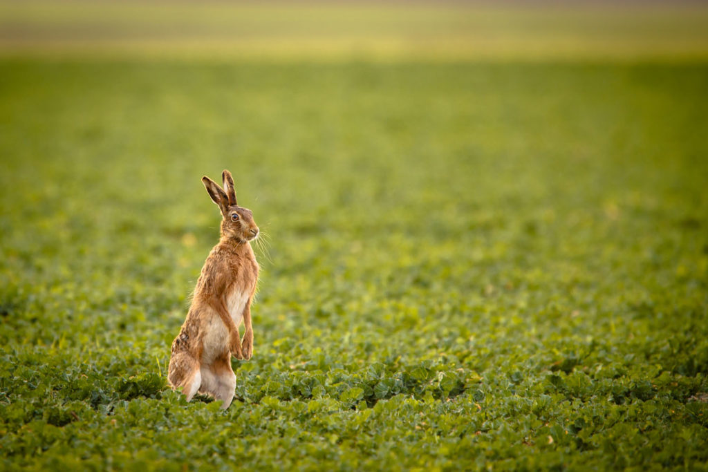 Immobiliensuche mit dem Osterhasen? Mit Profimakler klappt’s besser